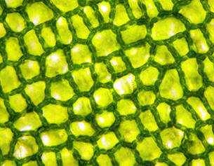 Mikroskopische Aufnahme von Zellstrukturen mit grunem Chlorophyll in einem pflanzlichen Gewebe.