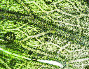 Nahaufnahme eines Blattinneren mit klaren Adern und feinen Zellen, durchzogen von Wassertropfen.