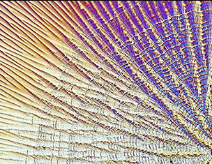 Close-up of a colorful, textured surface resembling a butterfly wing, showcasing intricate patterns and lines.