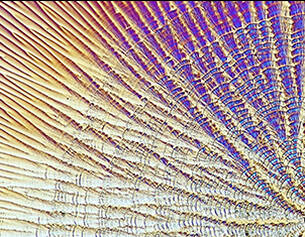 Close-up of a colorful, textured surface resembling a butterfly wing, showcasing intricate patterns and lines.