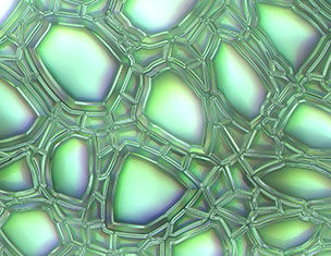 Farbige, transparente Blasen mit irideszenten Oberflachen und einem komplexen, netzartigen Muster.