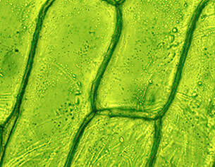 Microscopic view of green plant cells, showcasing intricate cell structures and chloroplasts within the green foliage.