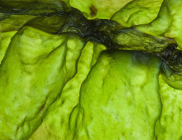 Close-up of vibrant green seaweed, showcasing its textured surface and flowing patterns in natural light.