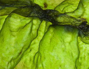 Close-up of vibrant green seaweed, showcasing its textured surface and flowing patterns in natural light.